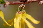 Weeping forsythia